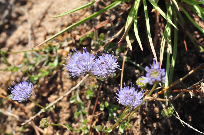 Jasione montana / Vedovella annuale